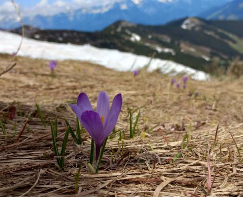 Alpenbloemen in de sneeuw