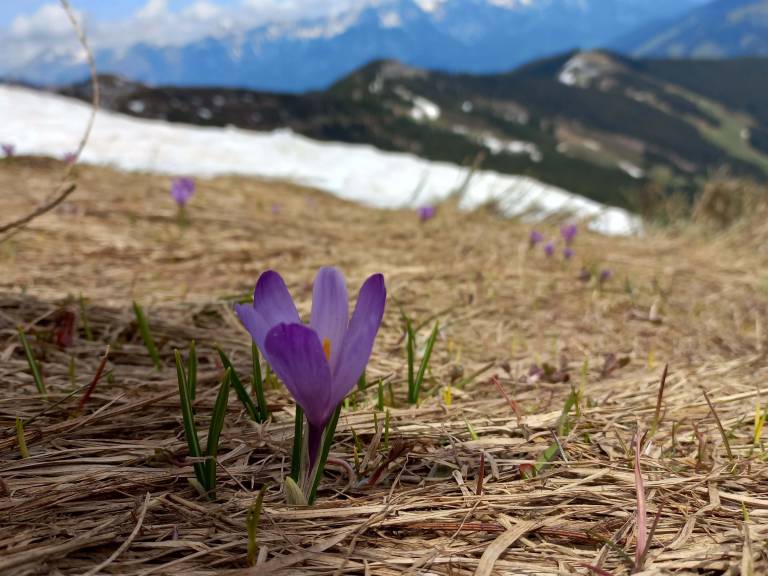 Alpine flowers in the snow