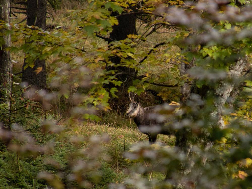 Gemzen in de Alpen: Herkenning, leefwijze en bijzondere weetjes