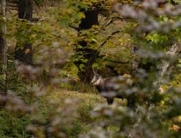 Gämsen in den Alpen: Erkennung, Lebensweise und Wissenswertes