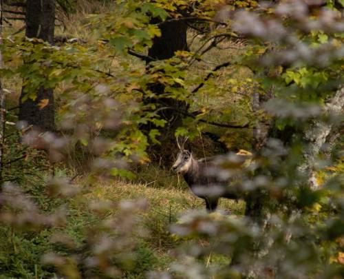 Gemzen in de Alpen: Herkenning, leefwijze en bijzondere weetjes