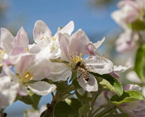 Voorjaar in de Vinschgau