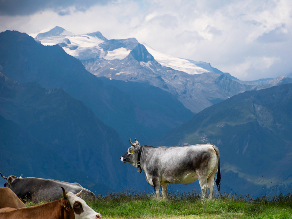 Grossglockner - Highest mountain in Austria - Bergundbahn.com