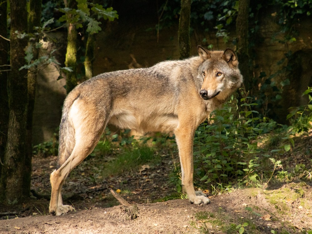 Wolves and bears in the mountains