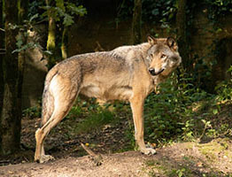 Wölfe und Bären in den Bergen