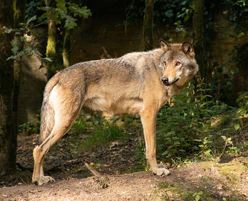 Wolven en beren in de bergen