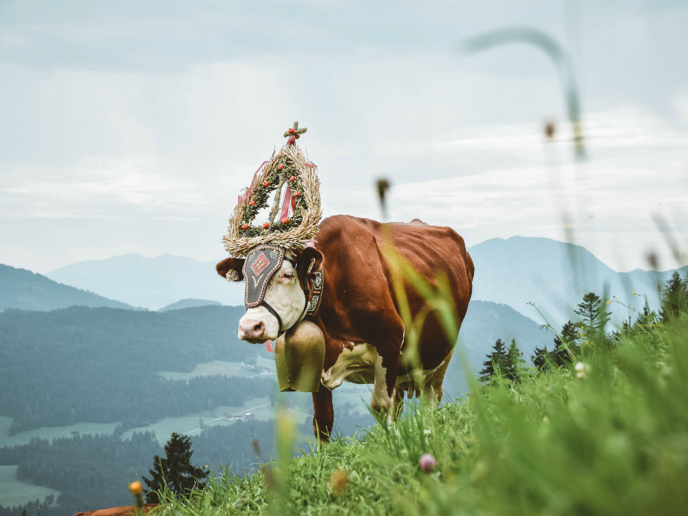 Bergundbahn - low-stimulus to the Alps