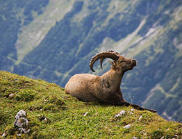 Der Alpensteinbock