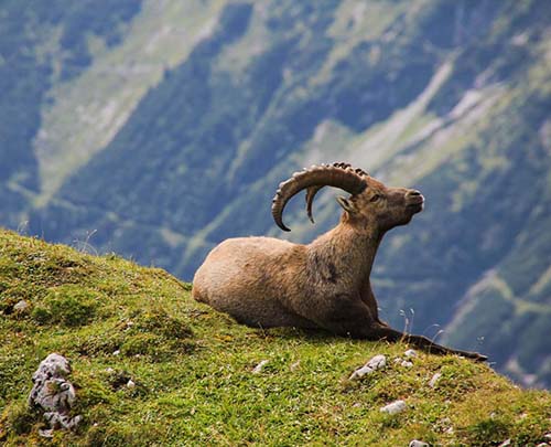 De Alpensteenbok