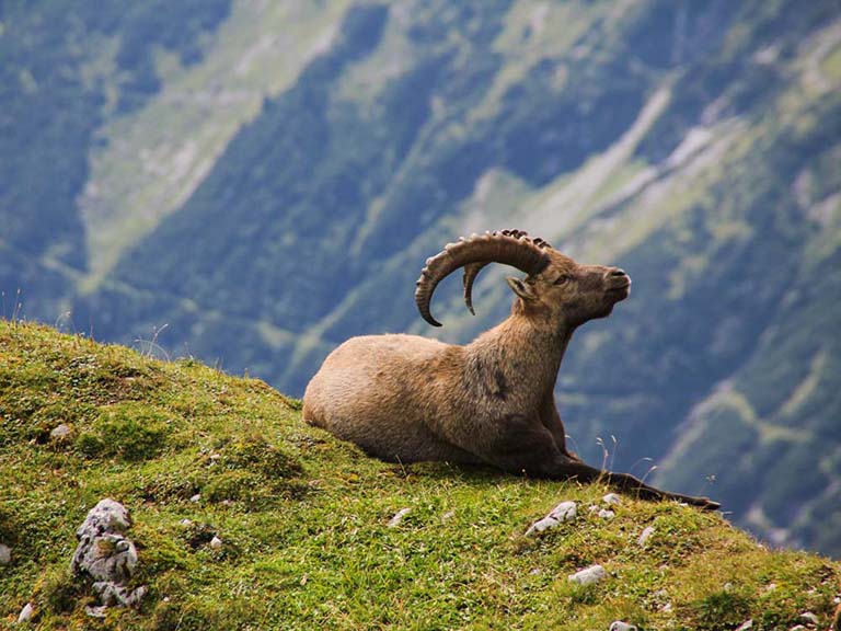 The alpine ibex