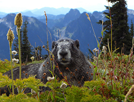 Murmeltiere - Alpine marmot